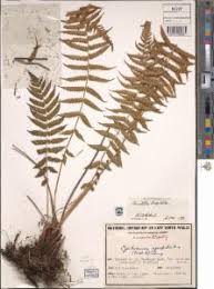 Image result for Christella hispidula