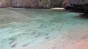 #the beach #beach #alex garland #the beach movie #quote. Sharks Return To Thai Bay Popularised By The Beach Arab News