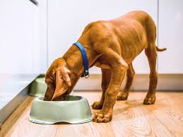 Dog Feeding Guide-How to Choose the Right Dog Food · Kinship