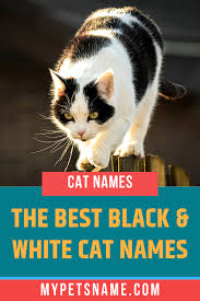 Black And White Names For Cats The Black And White Cat Is Pretty Distinctive In How Beautiful Its Markings Can Be Use These Markings To Come Up With The Best Black Cat Names White Cat Cats