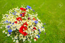 Rendant justice à son pouvoir poétique. Wild Flower Bouquet With Poppies Daisies And Cornflowers Wild Flowers Isolated On Green Background Stock Photo Picture And Royalty Free Image Image 59709317