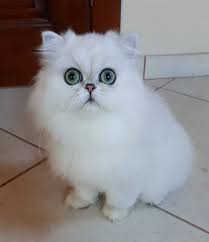 kitty kitten cutecat chinchillacat silverpersian animals kedi irankedisi chinchillapersian chinchi cute cats persian kittens cool pictures of animals