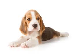 At puppy connector, we are here to connect people like you who are interested in purchasing puppies, with trustworthy sellers who are looking for a good home for their puppies. Puppies You Could Buy Under 100 In The Us With Pictures Petbudget