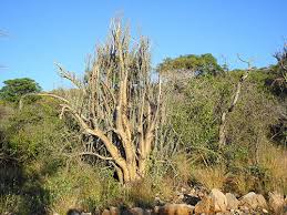 Image result for Sesamothamnus