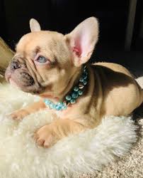 That S The Cutest Thing I Ve Ever Seen Original This Chocolate Fawn French Bulldog Puppy Is Quite Possibly The Cutest Dog I Ve Ever Seen Cute Baby Animals Cute Dogs Bulldog Puppies