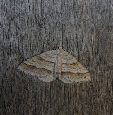 Image result for Mesotype parallelolineata