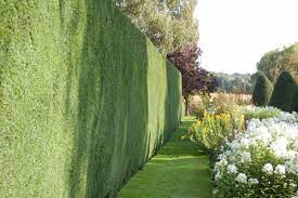 Check spelling or type a new query. Creative Screening For Privacy Seattle S Favorite Garden Store Since 1924 Swansons Nursery