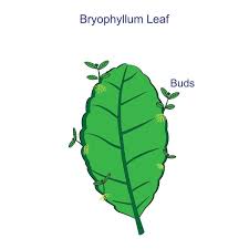 Image result for Bryophyllum