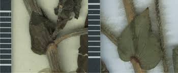 Image result for Tragia kirkiana