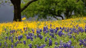Flowers by grace san antonio tx. Trinity Grace Church San Antonio