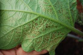 Image result for thrips damage on cucumber