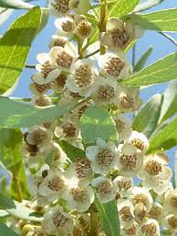 Image result for Euclea