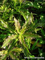 Image result for Gynura pseudochina