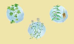 Impressum So Gesund In zeitungen, zeitschriften, tabletten und sogar online.