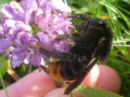 Image result for Bombus quadricolor