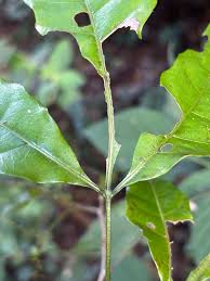 Image result for Allophylus chaunostachys