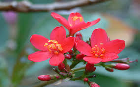 Image result for Jatropha scaposa