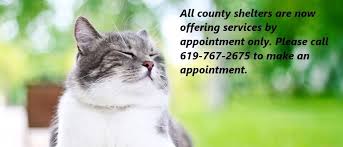Rabies (1 or 3 year) —. Rabies Vaccine And The Law