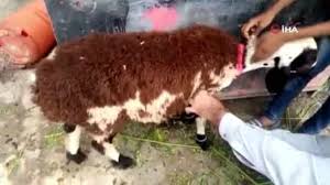 Bilim Adamlarinin Cozemedigi Turkler 145 Yil Yasiyorlar Resim 1 2020 Pakistan Hayvan Resim