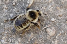 Image result for Bombus veteranus