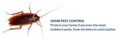Exterior service includes appropriate treatments, exterior spider removal, exterior wasp and hornet control, and exterior fire ant. Denton Termite Pest Control Removing Termites Ants Roaches Mosquitoes Fleas Ticks From Your Home Or Business