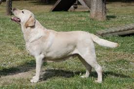 Image result for labrador retrívr