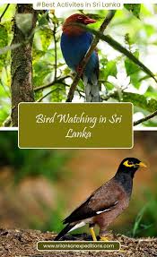 Bird Watching In Sri Lanka Sri Lanka Bird Watching Nature Tour