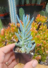 Image result for Senecio subsessilis