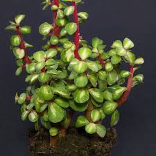 Image result for Odontosoria afra