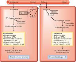 The Adrenal Gland Basicmedical Key