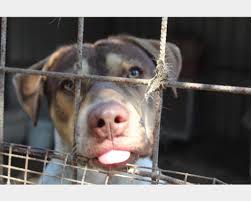 It has an area of 2,142 km², and a total population of 936,492 (2016). Cuccioli Di Cani In Regalo A Padova Annuncianimali It