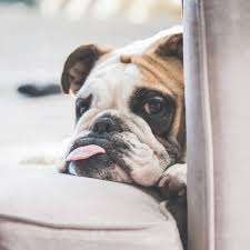 Simply visit any licensed veterinarian in the u.s. Pet Insurance Cover Your Cat Or Dog With Sonnet Petsecure