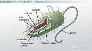 Animal cell lacking nuclei would also lack in. Which Cell Lacks A Nucleus Study Com