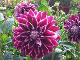Die dahlie ist leicht zu züchten. Dahlien Pflegen Pflanzen Compo