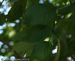 Image result for Combretum erythrophyllum