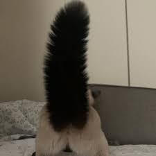 images?q=tbn:ANd9GcRZ-w-hjvWqRczETipxOv9VhoVTpLQWP7RC4w&usqp=CAU