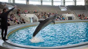 Copiii cu vârsta până în 7 ani nu plătesc bilet. Care Este Programul Èi Cat CostÄ Biletul La Delfinariul ConstanÈa In Vara Lui 2018 Ctnews