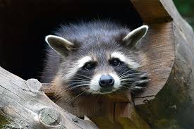 A pest control company will exterminate a whole host of creepy pests in your home. Raccoon Control In Peterborough And The Kawarthas