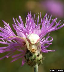 Image result for Vossia cuspidata