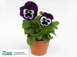 Image result for Viola x wittrockiana `Hiemalis`