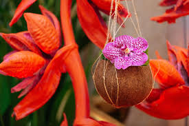 A comprehensive guide for growing begonias from seed indoors. How To Make An Impact In A Sustainable Events World Hybrid Flowers