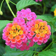 Image result for Lantana