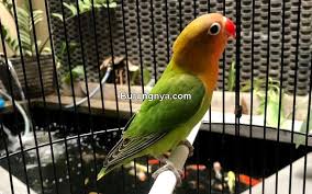 We did not find results for: 10 Jenis Burung Lovebird Untuk Lomba Suara Ngekek Panjang Burungnya Com