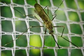 Image result for japanese encephalitis