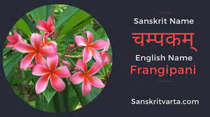 50 List Of Flowers Name In Sanskrit Language And Hindi With Pictures Sanskrit Learnsanskrit Sanskritvarta Sanskrit Names Sanskrit Flowers Name In English