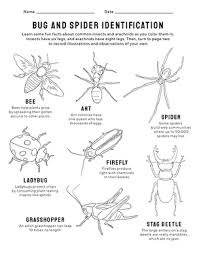 You can follow the suggested thumbnail picture or add your own colors. Bug And Spider Identification Worksheet Education Com