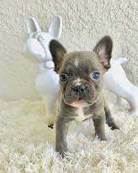 We did not find results for: The Cutest Photos Of French Bulldog Puppies Popsugar Pets