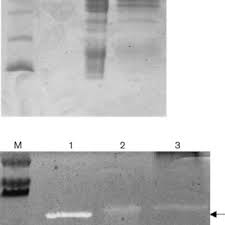 You can use our amazing online tool to color and edit the following australian cattle dog coloring pages. Pdf Acd A Peptidoglycan Hydrolase Of Clostridium Difficile With N Acetylglucosaminidase Activity