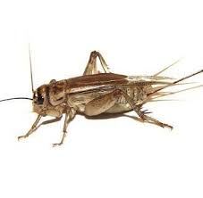 If yes, you are in the right place. Cengkerik Hidup Teka Teki Sapa Ingat Nama Dia Facebook