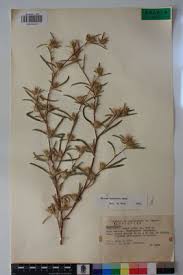 Image result for Dicoma tomentosa